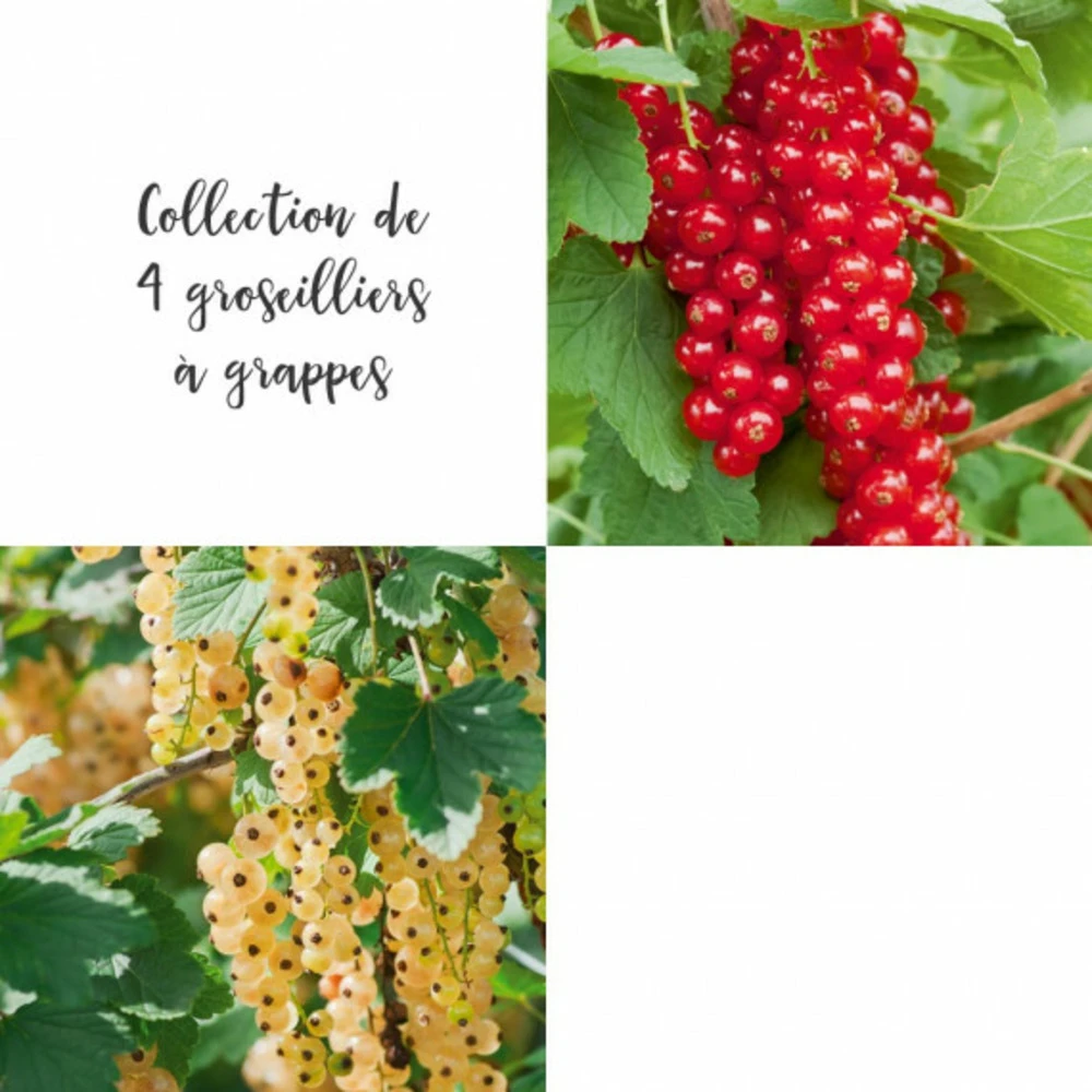 Collection De 4 Groseilliers à Grappes 1 Collection De 4 Groseilliers à Grappes