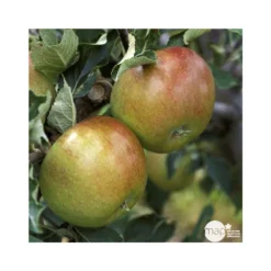 Pommier Cox Orange Pippin : Demi Tige Ctr 15 Litres -Jardin Luxueux Pas Cher Magasin 64580 004