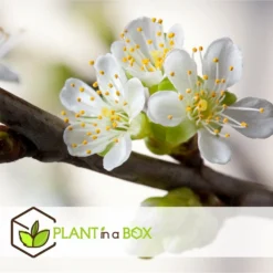 3 Pommes Différentes Sur 1 Arbre - Pot 17 Cm - Hauteur 60-70cm -Jardin Luxueux Pas Cher Magasin 6478b275eb1777.08001142