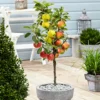 3 Pommes Différentes Sur 1 Arbre - Pot 17 Cm - Hauteur 60-70cm