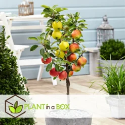 3 Pommes Différentes Sur 1 Arbre - Pot 17 Cm - Hauteur 60-70cm -Jardin Luxueux Pas Cher Magasin 6478b276016da1.99677535