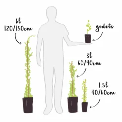 Cassissier 'andega' - Cassissier Nigrum 3l -Jardin Luxueux Pas Cher Magasin 6478c0a2055c15.99466642