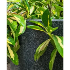 Pot à Fleurs Waste Smooth 35x34 Cm Gris -Jardin Luxueux Pas Cher Magasin 6479895f489579.99814901