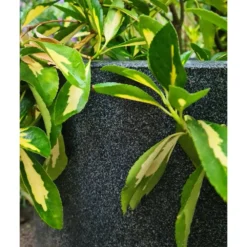 Pot à Fleurs Waste Smooth 43x41 Cm Gris -Jardin Luxueux Pas Cher Magasin 647989619db2d1.88941631