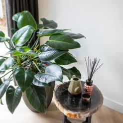 Vase élégant Groove 46x58 Cm Anthracite -Jardin Luxueux Pas Cher Magasin 6482c45ae4ed23.22651179