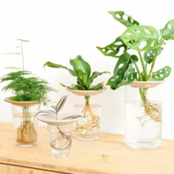 Coupelle D'hydroculture -Jardin Luxueux Pas Cher Magasin 648761292fb1c0.55252744