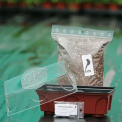 Kit Semis Mimosa Pudica - Découverte -