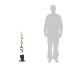 Mûre Tayberry/pot De 3l - 60/120 Cm -Jardin Luxueux Pas Cher Magasin 64999dcb9e0fd1.88680686