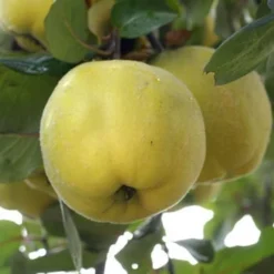 Cognassier Champion : Gobelet 3 Ans D'âge -Jardin Luxueux Pas Cher Magasin 6532 002 1