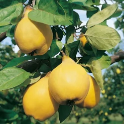 Cognassier Champion : Gobelet 3 Ans D'âge -Jardin Luxueux Pas Cher Magasin 6532 004