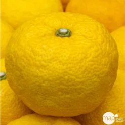 Yuzu AB: Pot 3L, Greffe -Jardin Luxueux Pas Cher Magasin 697329 001