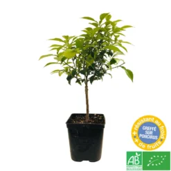 Yuzu AB: Pot 3L, Greffe -Jardin Luxueux Pas Cher Magasin 697329 005