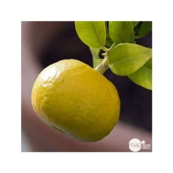 Mandarinier : C3L, Agriculture Biologique -Jardin Luxueux Pas Cher Magasin 697332 001