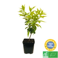 Mandarinier : C3L, Agriculture Biologique -Jardin Luxueux Pas Cher Magasin 697332 004