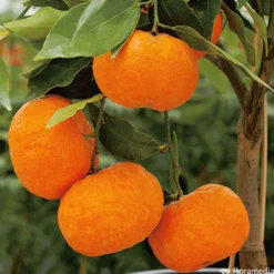 Mandarinier : C3L, Agriculture Biologique -Jardin Luxueux Pas Cher Magasin 697332 005