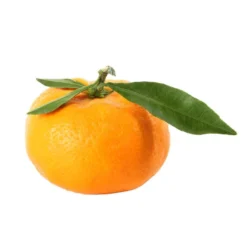 Mandarinier : C3L, Agriculture Biologique -Jardin Luxueux Pas Cher Magasin 697332 009