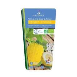 Cedratier 'ethrog' : AB, C3L -Jardin Luxueux Pas Cher Magasin 697335 002