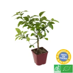 Citronnier X Meyer : AB C3L -Jardin Luxueux Pas Cher Magasin 697337 004