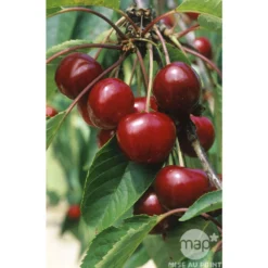 Cerisier Bigarreau Van : Gobelet 3 Ans D'âge Ctr 12 Litres -Jardin Luxueux Pas Cher Magasin 71295 003