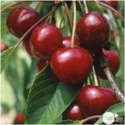 Cerisier Bigarreau Van : Demi Tige 2 Ans D'âge Ctr 15 Litres -Jardin Luxueux Pas Cher Magasin 71296 004