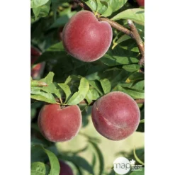 Pêcher à Chair Jaune JH Hale : Demi Tige 6/8 Cm 2 Ans D'âge Ctr 12L -Jardin Luxueux Pas Cher Magasin 71318 002