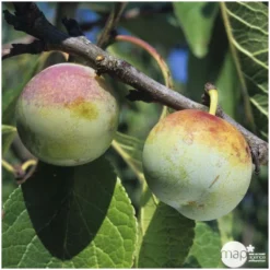 Prunier Reine Claude De Bavay : ½ Tige, 4-5 Ans, H 170-180 Cm -Jardin Luxueux Pas Cher Magasin 71365 003