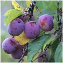 Prunier Reine Claude Violette Gobelet -Jardin Luxueux Pas Cher Magasin 71372 004