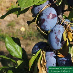 Prunier Colonnaire Toronto® -Jardin Luxueux Pas Cher Magasin 729932 002