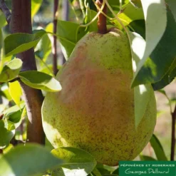 Poirier Colonnaire Londres®