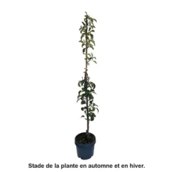 Poirier Colonnaire Londres® -Jardin Luxueux Pas Cher Magasin 729934 004
