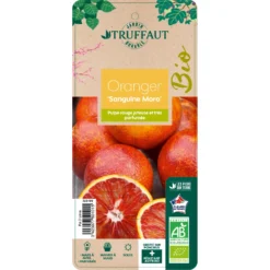 Oranger Moro : AB C3L -Jardin Luxueux Pas Cher Magasin 750101 2066800