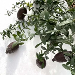 Citron Caviar H140/160cm : C35L -Jardin Luxueux Pas Cher Magasin 784972 006