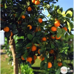 Clémentinier H140/160cm : C35L -Jardin Luxueux Pas Cher Magasin 784975 003