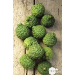 Combava H140/160cm : C35L -Jardin Luxueux Pas Cher Magasin 784976 003