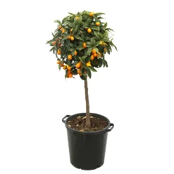 Kumquat H140/160cm : C35L -Jardin Luxueux Pas Cher Magasin 784977 2016428
