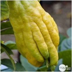 Main De Bouddha : H.140/160cm C35L -Jardin Luxueux Pas Cher Magasin 784980 001