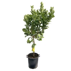 Main De Bouddha : H.140/160cm C35L -Jardin Luxueux Pas Cher Magasin 784980 1765258