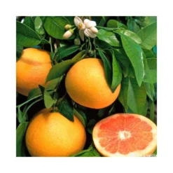 Pomelo à Chair Rose 'Star Ruby' :h.140/160cm