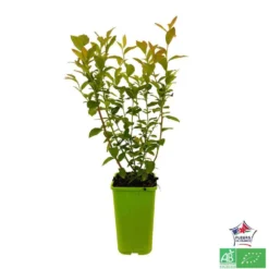 Myrtillier 'Patriot' Bio : Pot De 1,5 Litres -Jardin Luxueux Pas Cher Magasin 791605 001