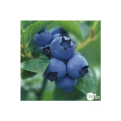 Myrtillier 'Patriot' Bio : Pot De 1,5 Litres -Jardin Luxueux Pas Cher Magasin 791605 002