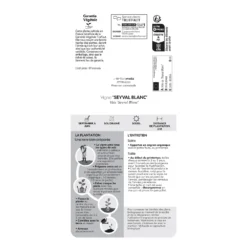 Vigne 'Seyval Blanc' AB - Pot 1,5 L -Jardin Luxueux Pas Cher Magasin 827056 1767094