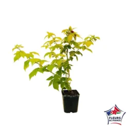 Framboisier Groovy®'Jdeboer005':pot 5L -Jardin Luxueux Pas Cher Magasin 831270 004