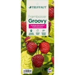 Framboisier Groovy®'Jdeboer005':pot 5L -Jardin Luxueux Pas Cher Magasin 831270 006