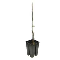 Asiminier Triloba 'Sunflower' Pot 3L -Jardin Luxueux Pas Cher Magasin 834988 2101662