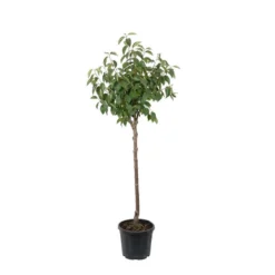 Kaki 'Rouge Brillant 1/2T Pot 15L -Jardin Luxueux Pas Cher Magasin 952752 004