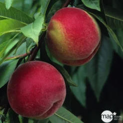 Pêcher à Chair Blanche Amsden, Bio, Gobelet -Jardin Luxueux Pas Cher Magasin 952755 1774732