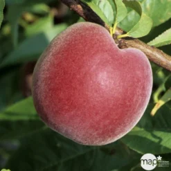 Pêcher à Chair Jaune JH Hale BIO, Gobelet 2 Ans -Jardin Luxueux Pas Cher Magasin 952757 1774771