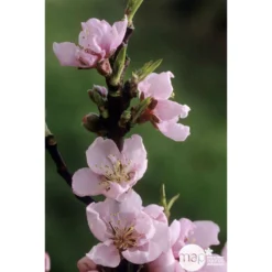 Pêcher Grosse Mignonne Bio, Gobelet 2 Ans -Jardin Luxueux Pas Cher Magasin 952758 002