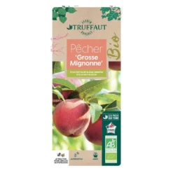 Pêcher Grosse Mignonne Bio, Gobelet 2 Ans