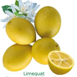 Limequat Bio Tailles:pot De 3 Litres, Hauteur 30/40 Cm